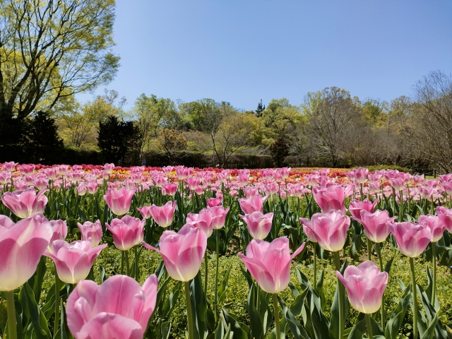 チューリップ